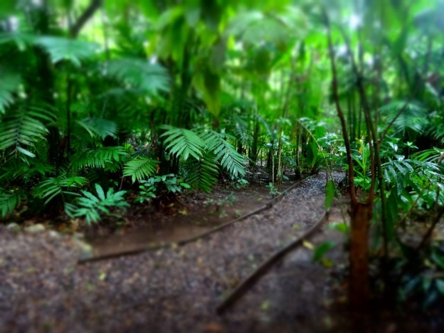 Our cool, jungle setting