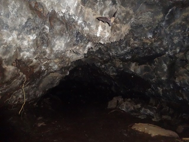 To the bat cave…