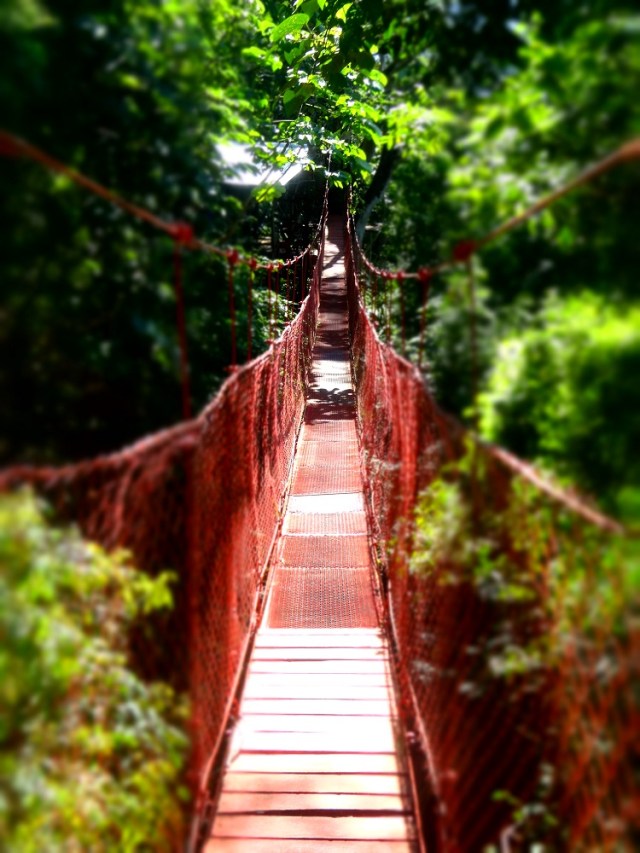 At home amongst the Nicaraguan canopy