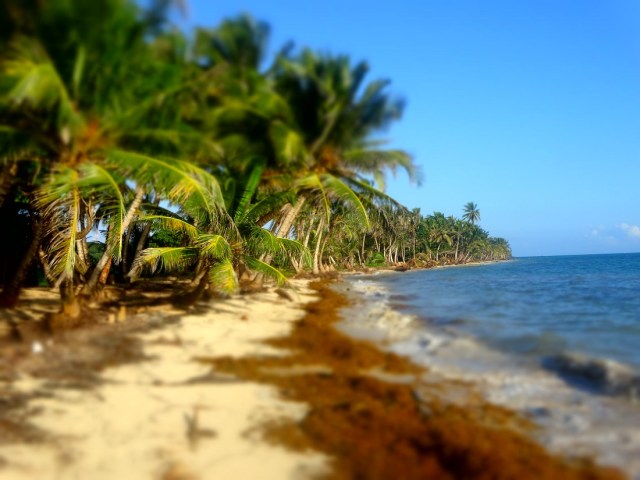 Beachcombers paradise?