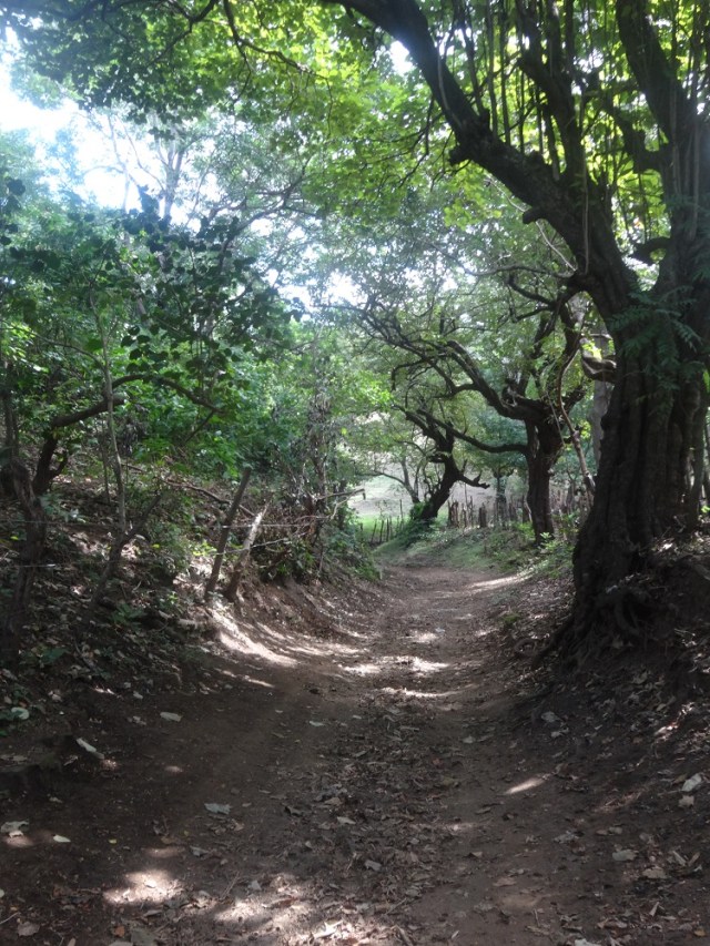 Strolling through the woods...