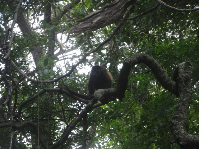 We did see the odd local...