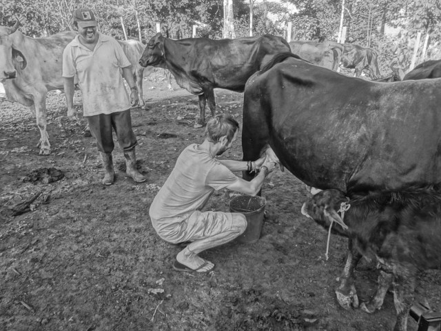 To gauge my milking prowess, look no further than the face of our watchful farmer...