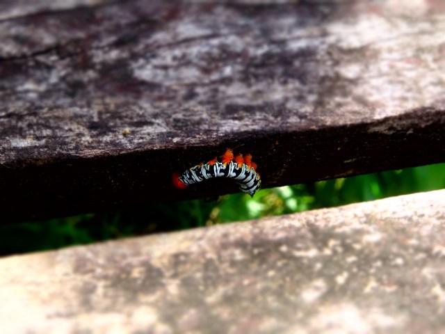 A colourful local
