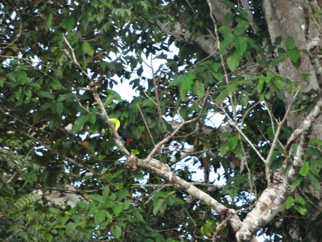 Sitting in Nicaragua watching Toucans in Costa Rica