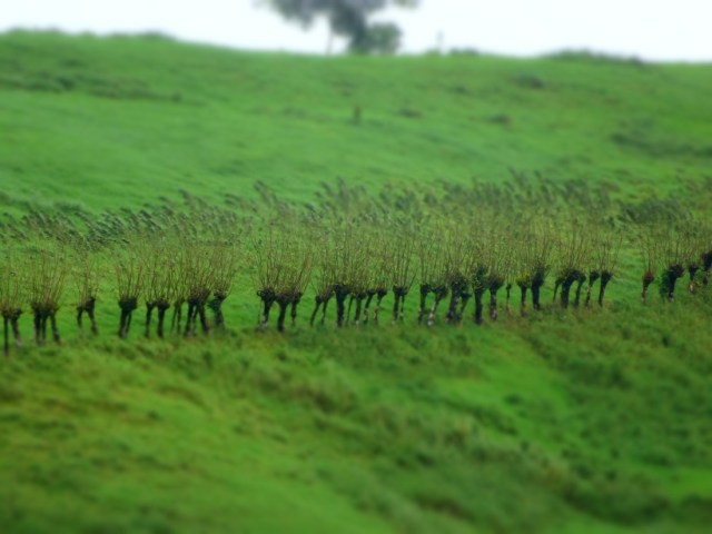 A common sight in Central America. The beauty of fence posts erected using green lumber often sees them sprout like this!