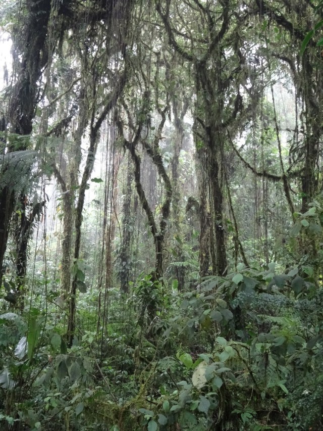 Welcome to the mystical looking cloud forests of Costa Rica