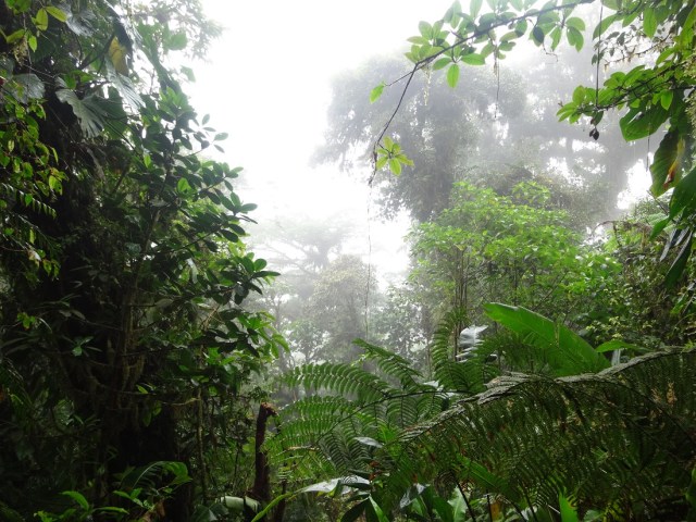 Clouds, in the forest…
