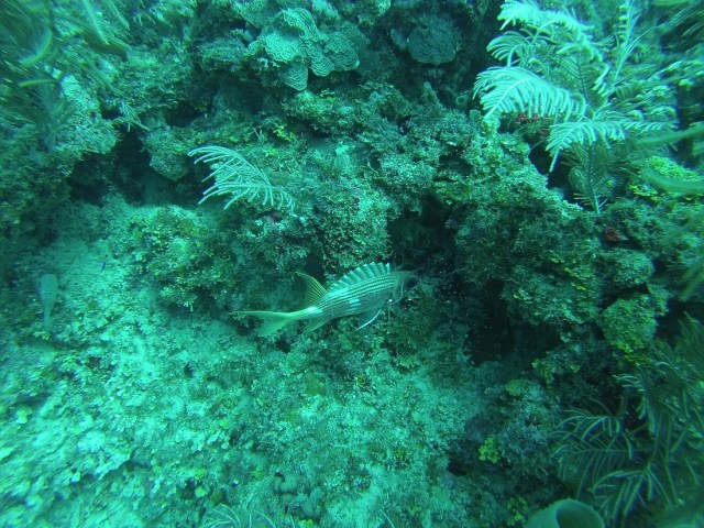 Hanging out with a Dusky Squirrelfish