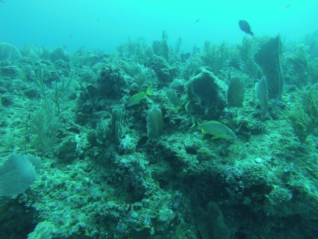 Not a stunning reef, but fish aplenty...