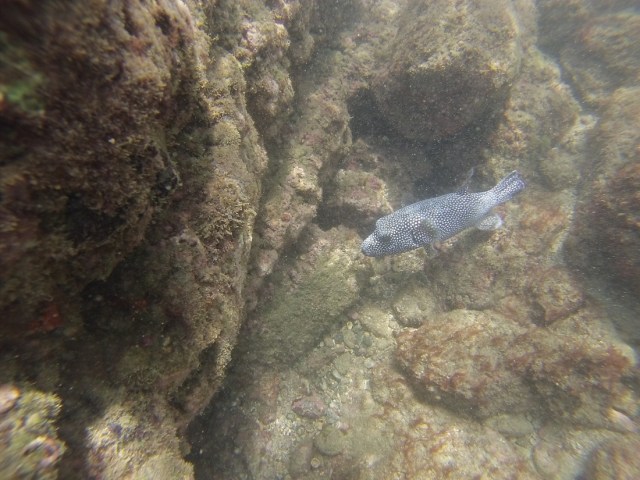 Emerging from beneath his rock for a quick swim by