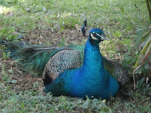 Who doesn’t have a pet Peacock?