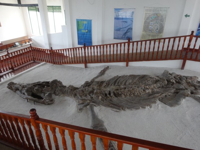 This almost complete Kronosaurus was discovered in 1977