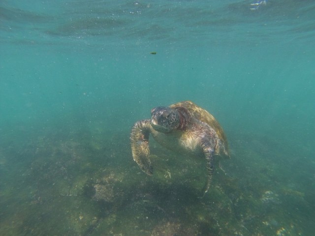 Green Sea Turtles at Post Office Bay off Floreana Island