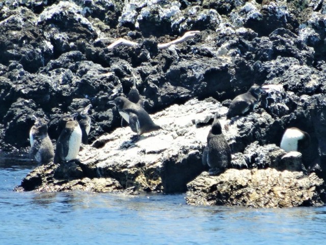 Galapagos Penguins, in their full dinner suit livery
