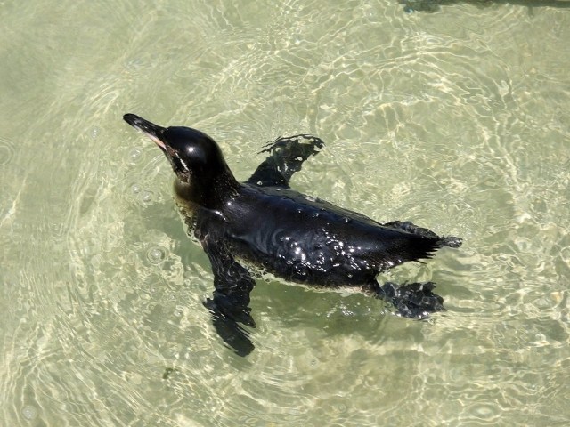 Galapagos Penguins proved themselves to be quite the show stoppers!