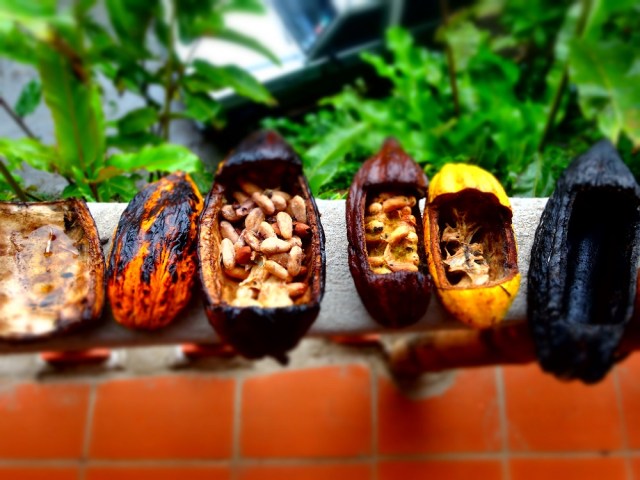Colourful cacao pods