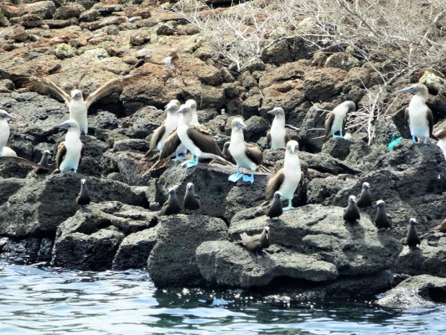 15 minutes on the islands and we can already see boobies!