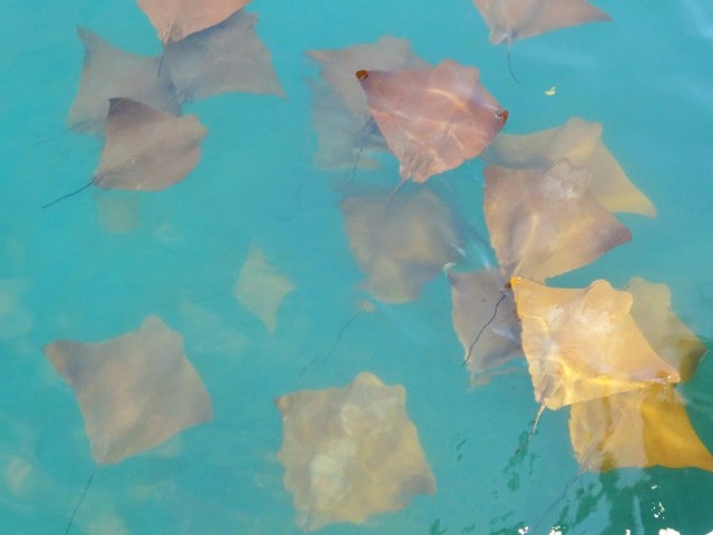 A beautiful school of Golden Rays
