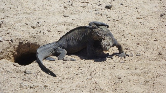 Marine Iguanas wrestle for... well, who knows what!?