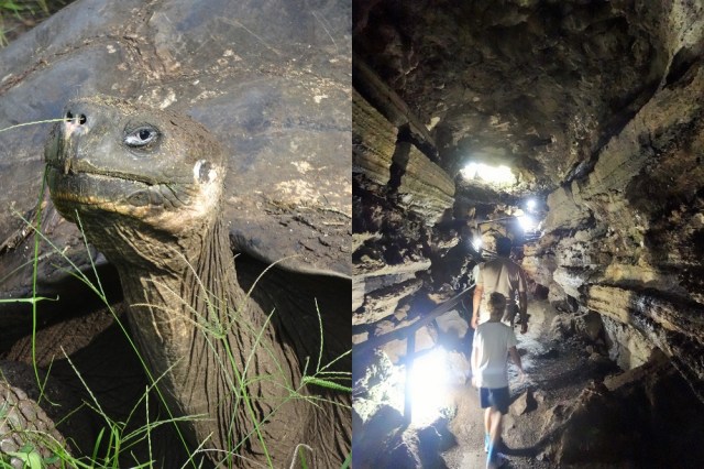 A look so wise (left) & exploring an old lava tube (right)