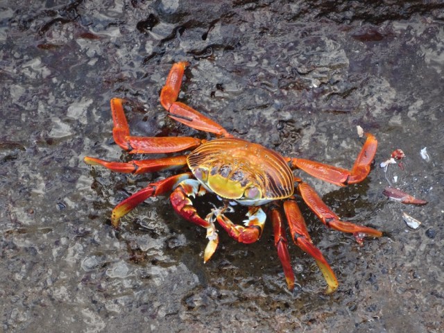 A splash of morning colour as a Sally Lightfoot Crab shows off its cannibalistic tendencies