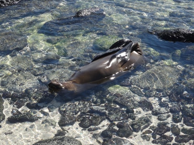 It's a tough life for a Galapagos Sea Lion pup!