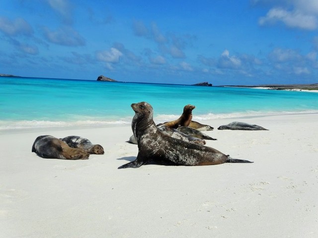 Sea Lions on sand so white it could be snow...