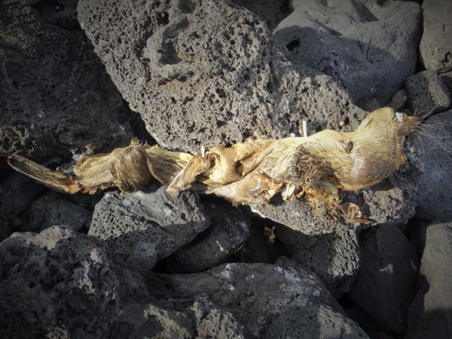 The harsh reality of Galapagos life