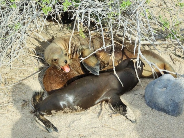 Motherly love: The unusual sight of 2 pups feeding from 1 mother