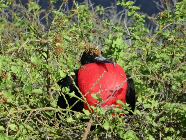 For us, a must see. Courting Frigate birds in the red finery