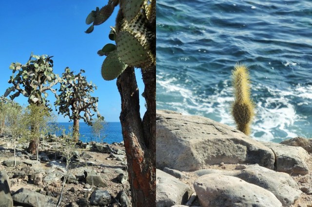 The incredible, ancient cactus forests of South Plaza Island (left). For a perspective on its age, the small cactus (right) is around 20 years old...