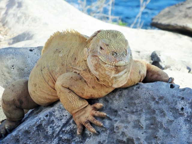 The incredible, Yellow Iguanas!