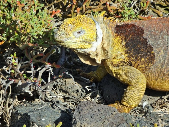 An even more vivid example of their stunning colour