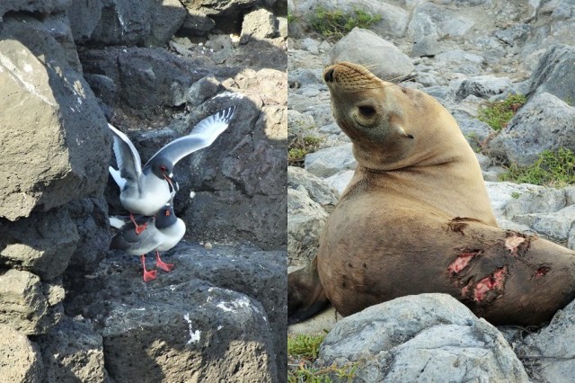2 birds caught in the act (left), while more proof of the difficulties of Galapagos life, with this sea lion bearing the recent scars of a shark encounter (right)