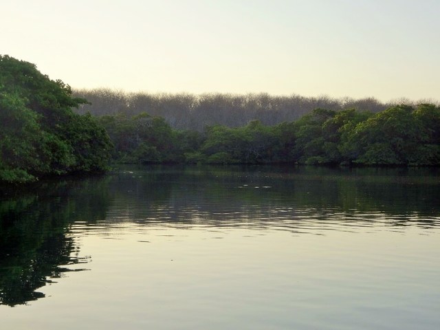 A dawn approach to the mangroves of Black Turtle Cove