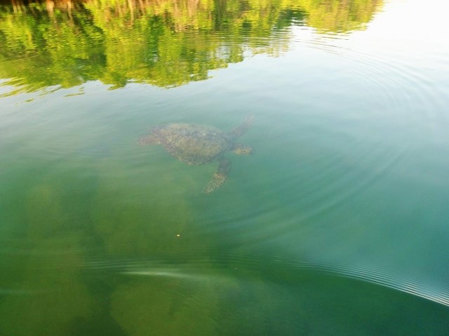 A morning meet & greet with a Green Sea Turtle