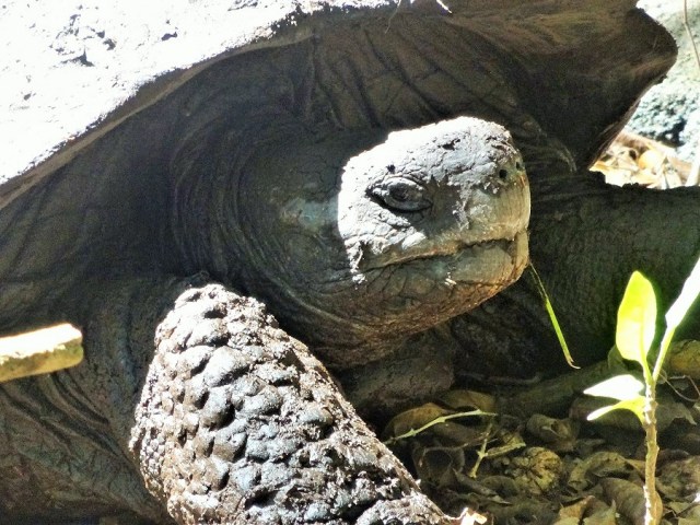 Slow & steady won this race. Giant Tortoises in the wild, missed by all the cyclists who tore past us at speed