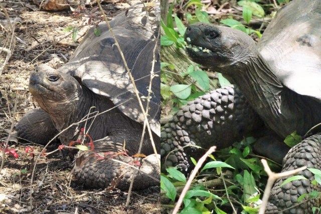 A giant tortoise extravaganza during the walk to and from the Wall of Tears