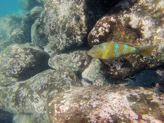 A lovely early encounter with this Parrot fish