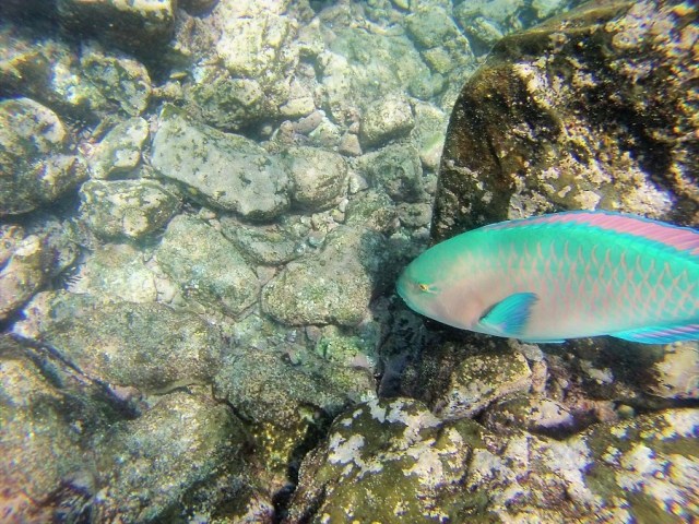 In case the Striped Parrot Fish isn't to your tastes, how about an Azure Parrot Fish?