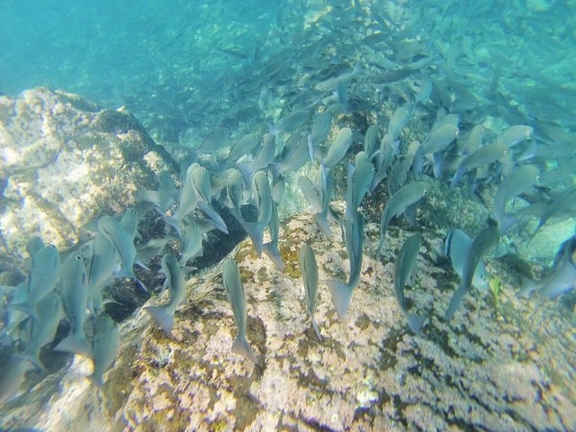 At first we all thought we were swimming above a bed of reeds... It was a little more alive than that!