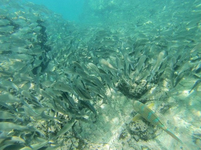 Amazing to watch them part as we approached