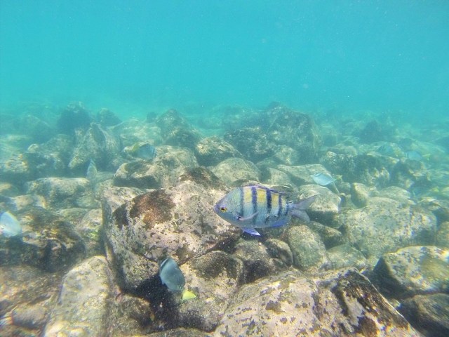 An underwater salute from a Panamic Sergeant Major
