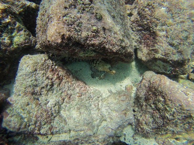 Introducing ourselves to this shy eel...