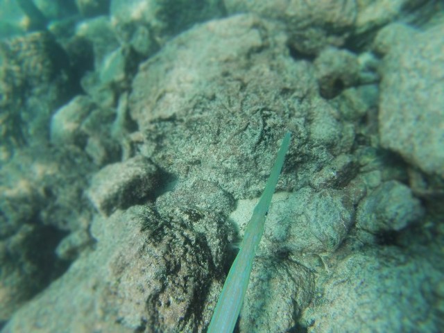 The incredible changing colours of the Trumpet Fish