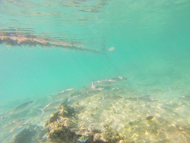 A refreshing dip near Puerto Villamil harbour