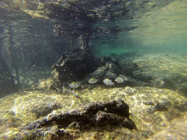 Finishing off our swim with some tiny, juvenile Panamic Sergeant Majors