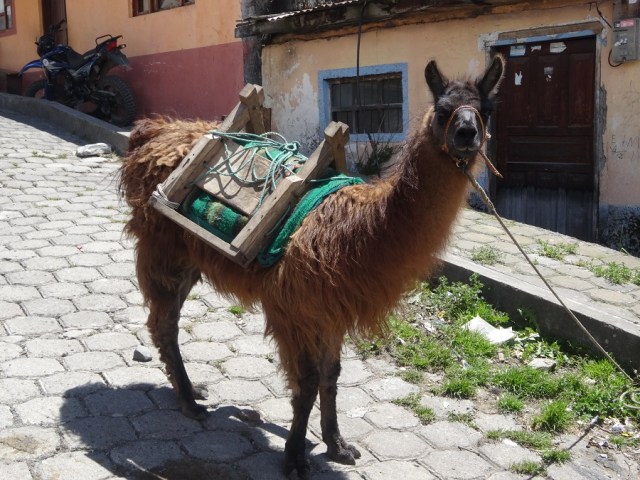 An inquisitive local