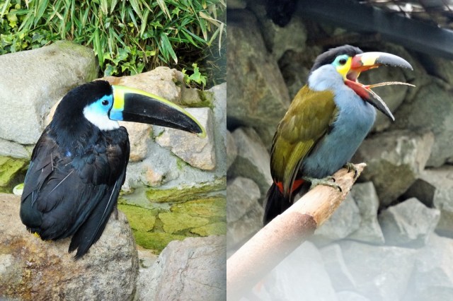 One can or Toucan? Surprisingly varied in their colouring